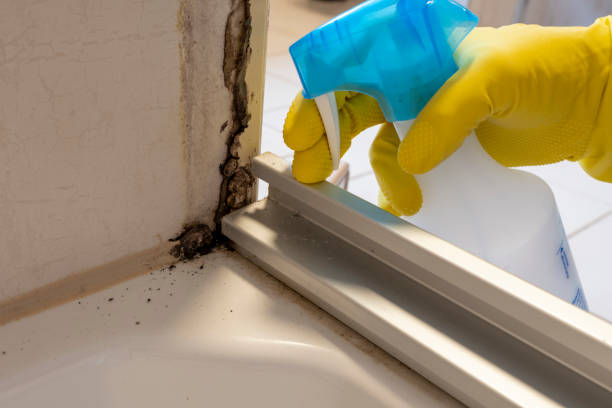 Best Mold Odor Removal Services  in Avon, MN